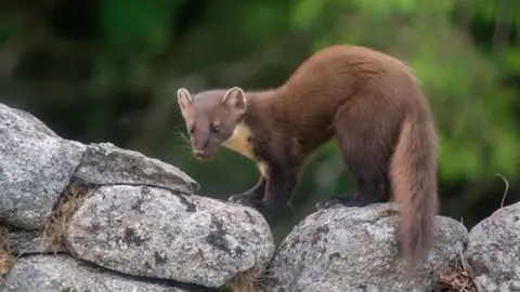 Alan McFadyen Pine marten