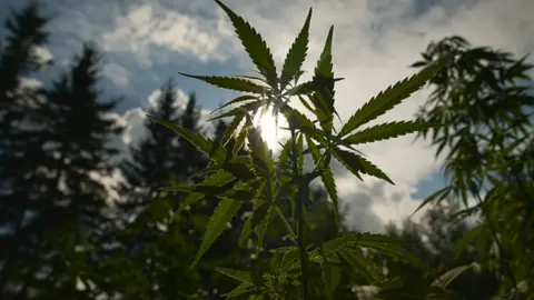 NurPhoto Cannabis plant