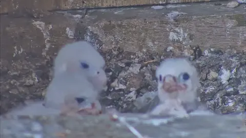 Ely Cathedral/Hawk and Owl Trust Peregrine chicks