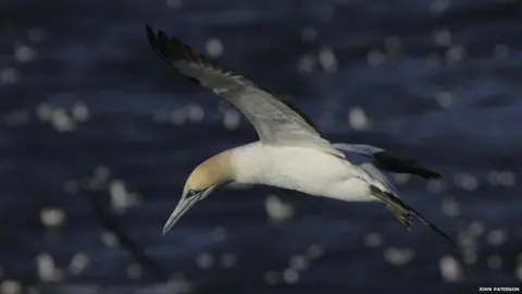 John Paterson Cape gannet