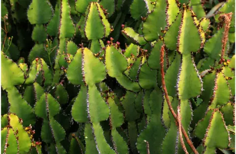 Richard Duebel Cactus