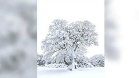 Aaron Herring The Lonely Tree in the snow