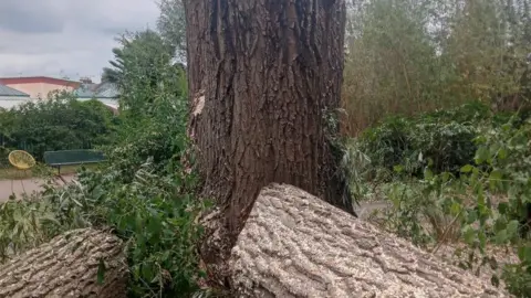 cut down tree