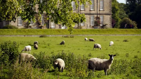 National Trust/John Millar Sheep in the foreground at Wallington with the main building behind