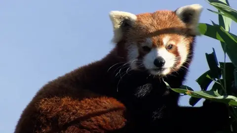 Red panda