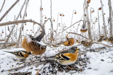 Mateusz Piesiak/TNC Photo Contest 2021 Birds are seen on the ground in a snow-covered field of dead sunflowers