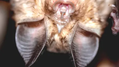 Francisco Amorim Bats