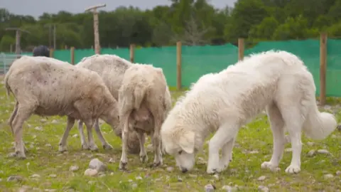 Dogs that protect sheep discount