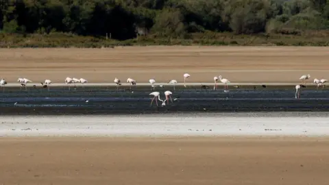 Reuters Drought in Spain forces Flamingos to go elsewhere