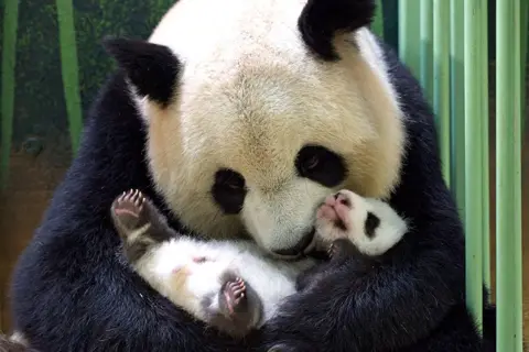 Guillaume Souvant / AFP Female panda Huan Huan cuddles her cub Fleur de Coton after breastfeeding her at The Beauval Zoo in Saint-Aignan-sur-Cher, France