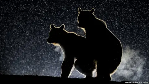 Bence Mate/ Barcroft Images Polar bears