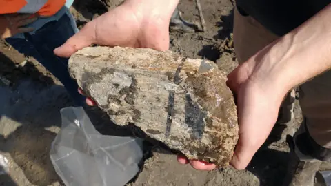 Provincie Zuid-Holland Roman building material with paint and plaster intact, Katwijk, Netherlands, 2018