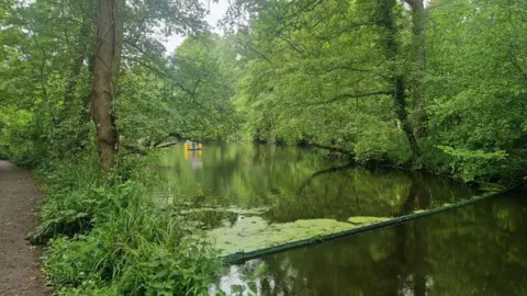 Liz Saul/BBC A large stream in a country park, with a patch of milldew, on one part of the relatively clear water to one side. large trees are on either side of the banks. There's a yellow colour contraption wich aids the churn of the water in the stream.