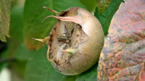A brown and green fruit on a tree. It is surrounded by brown and green leaves.