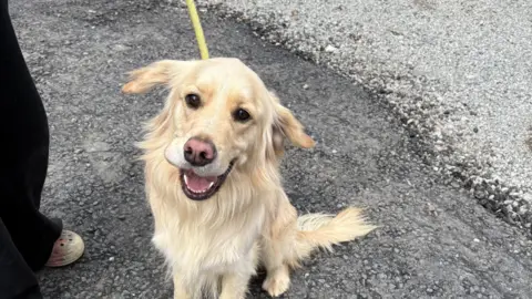 A blonde golden retriever is pictured on a yellow lead.