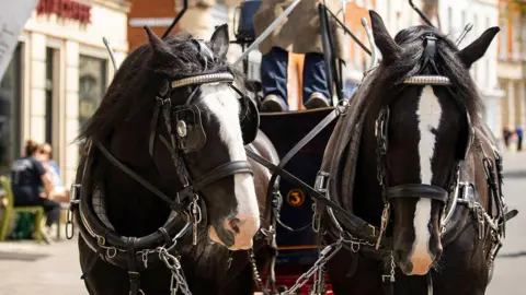 Two shire horses in full harness - view face-on. The horses are black with large white blazes down their faces.