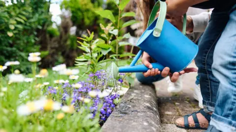 Getty Images A blue watering can with a green handle drops water over purple plants on a green lawn with white daisies in the foreground. A mother and daughter hold the watering can. Only their hands, legs and feet can be seen.