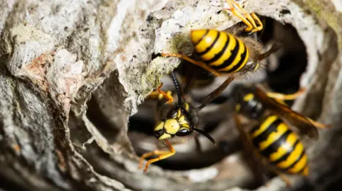 Stock image showing three wasps at the entrance to a nest