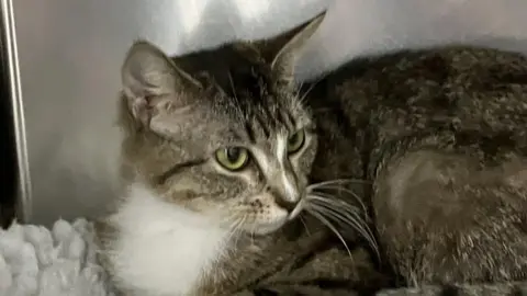 RSPCA Essex Mid & North Branch A tabby cat with grey fur and a white chest lying down and looking to the right of the picture.