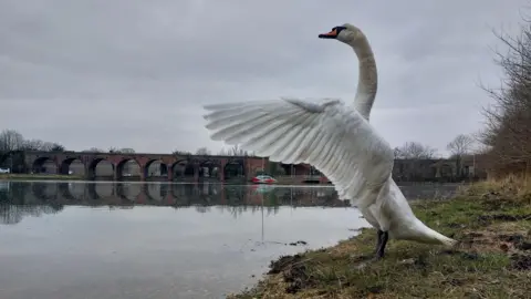 Yen Milne A swan stands tall with its wings raised and the feathers splayed out. The swan is stood on the bank of the river. In the distance you can see a brick arch bridge. The sky overhead is full of grey clouds. 