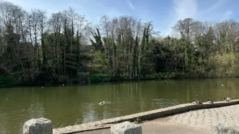 Ducks paddle around in the Queen's Valley reservoir in Jersey. On the bank furthest away from the camera, there are lots of trees and bushes. A stone path is in the foreground.