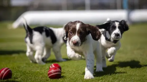 Warwickshire County Cricket Club Puppies playing with ball
