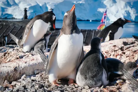 Penguins in the sunshine with the sea and icebergs behind them. Baby chicks can be seen too