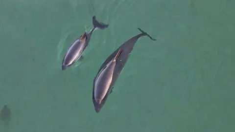  Looking down on two harbour porpoises, an adult and her calf.