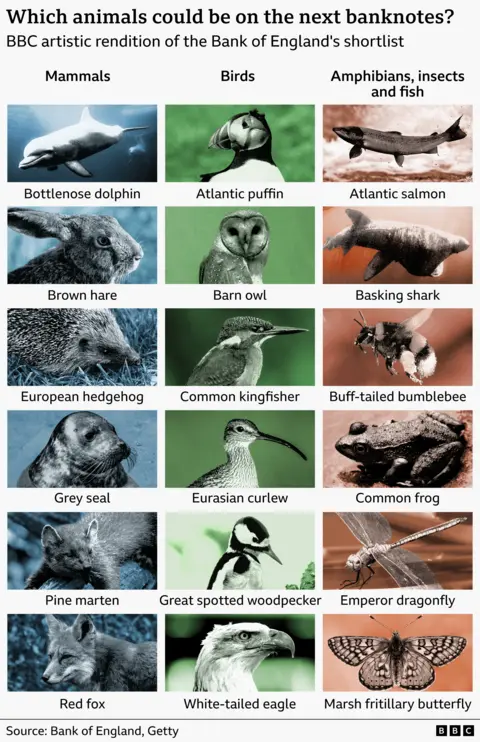 Bank of England / Getty Images Graphic titled “Which animals could be in the next banknotes?” showing a BBC artistic rendition of the Bank of England shortlist. The image is arranged in three columns—Mammals, Birds, and Amphibians, insects, and fish—with stylised, engraved-style illustrations of UK wildlife. Mammals include bottlenose dolphin, brown hare, European hedgehog, grey seal, pine marten, and red fox. Birds include Atlantic puffin, barn owl, common kingfisher, Eurasian curlew, great-spotted woodpecker, and white tailed eagle. The third column features Atlantic salmon, basking shark, buff tailed bumblebee, common frog, emperor dragonfly, and marsh fritillary butterfly. Source credited to Bank of England and Getty, with BBC branding.