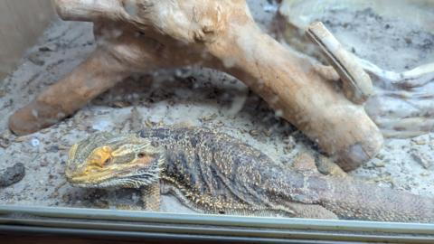 An emaciated and dehydrated bearded dragon in a vivarium