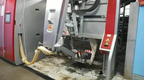 Robotic milking, with part of a cow visible in the background