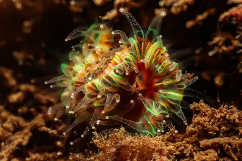 Robin Blythe Red and green coloured coral