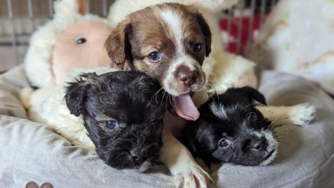 Puppies in a dog bed