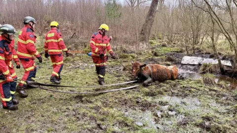 Four firefighters in red overalls haul a ginger-coloured cow out of a muddy bog using straps