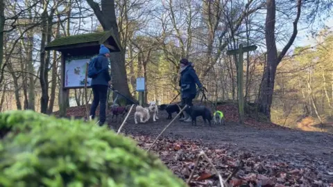 BBC/Nathan Turvey Commercial dog walkers Alice, left and Linda, right, with a group of dogs on leads standing in a wooded area.