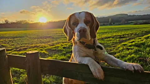 A dog with brown ears and brown markings on its head, alongside a white strip around its muzzle, has its white paws resting on the top of a wooden fence, looking into the camera. It is in a field with the sun rising in the distance.