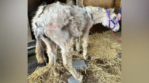 A severely malnourished and abused donkey. It is hunched over as it stands on hay. The donkey has blonde-coloured fur but it is bald in many places, showing the abuse it has suffered.