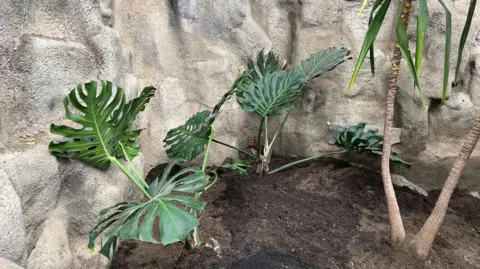 Leeds City Council A giant monstera plant which has been replanted in the ground at an indoor zoo.