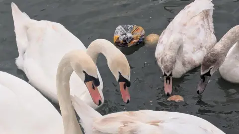 Swans in the river bunched together. A partly wrapped loaf of bread is floating near them, as well as other food.