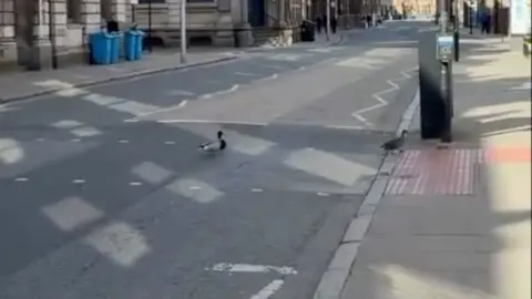 The ducks took the crossing outside the entrance to Trinity Market.