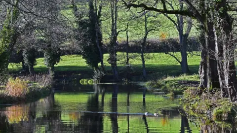 Lee Morgan Ducks on canal