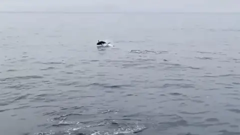 Julian Lewis Jones A school of tuna jumping off Welsh coast