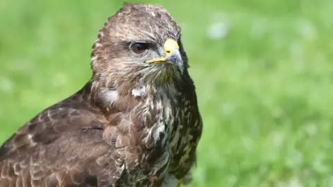 Getty Images Common Buzzard