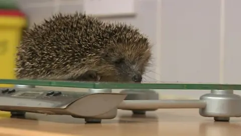 BBC Hedgehog on a scale