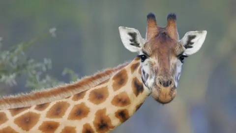 Getty Images a giraffe