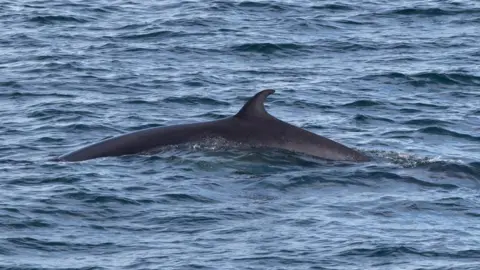 Frank Wildman Minke whale courtesy of Frank Wildman