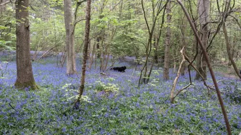 Steve Mogie Great Furzefield Wood