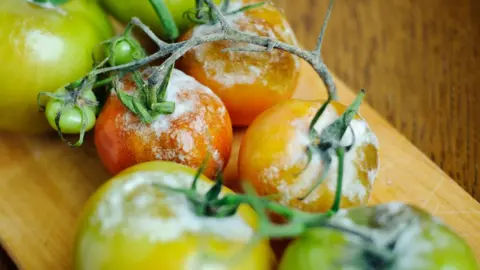 Getty Images tomatoes