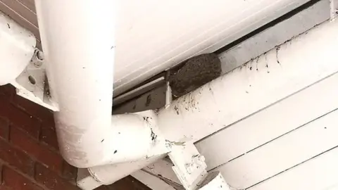 Kevin Murphy Bird nest at Tesco.