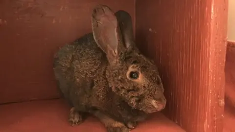 California Wildlife Center The rabbit rescued from the wildfire